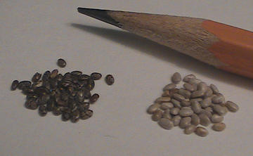 Close Up Black & White Chia Size Seeds