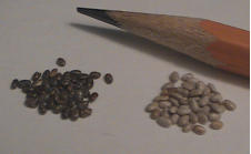 Close Up Black & White Chia Size Seeds